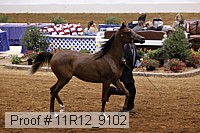 11r12_9102 proof