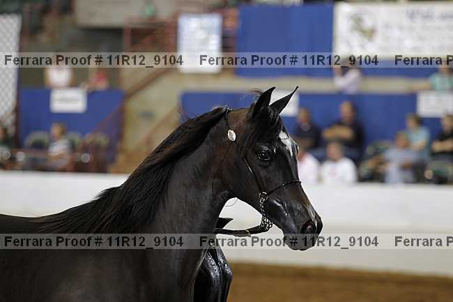 Proof 11r12_9104