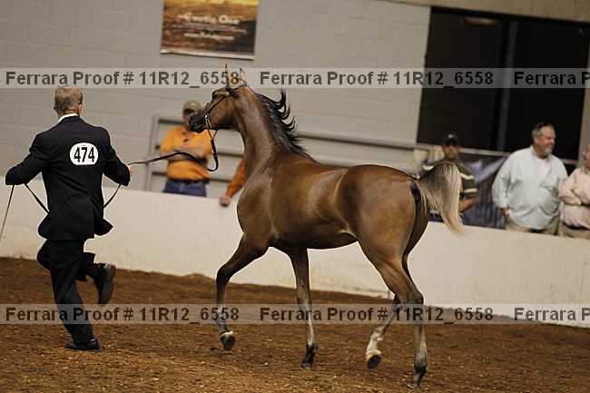 Proof 11r12_6558