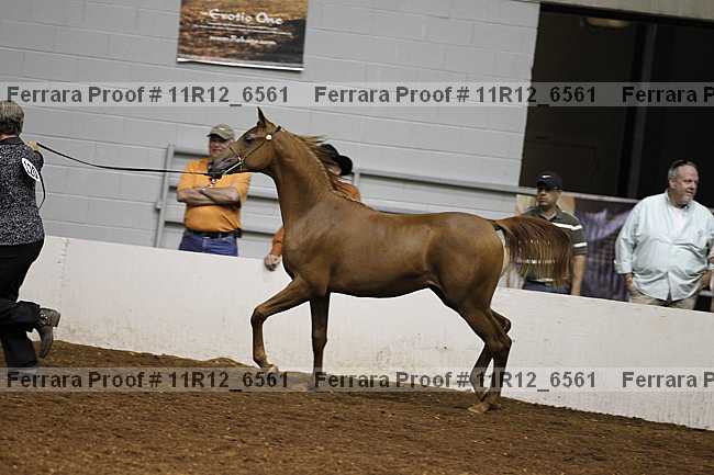 Proof 11r12_6561