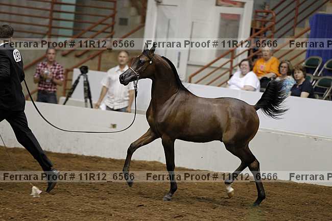 Proof 11r12_6566