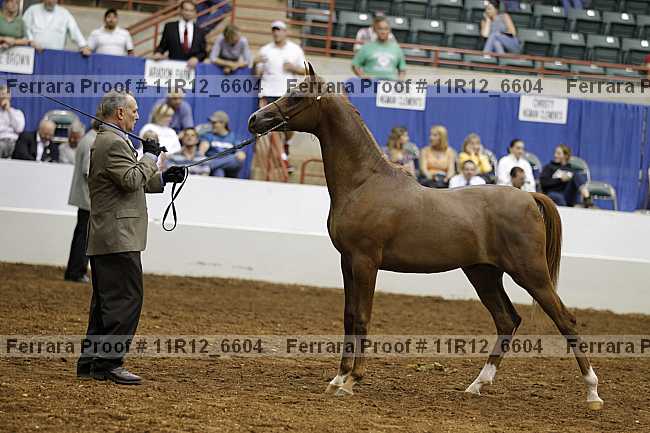 Proof 11r12_6604