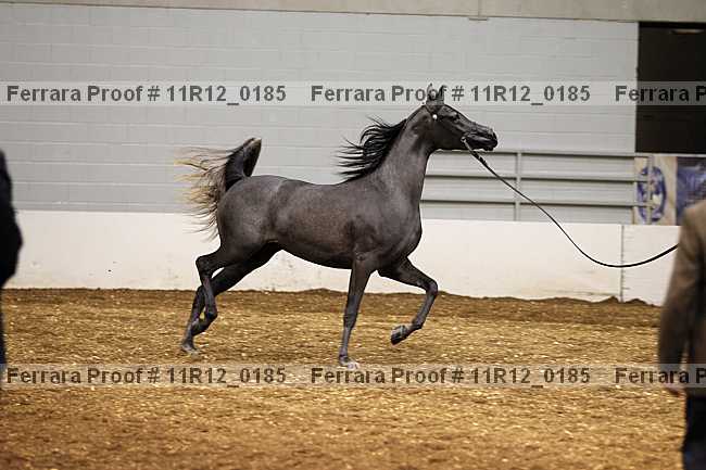 Proof 11r12_0185