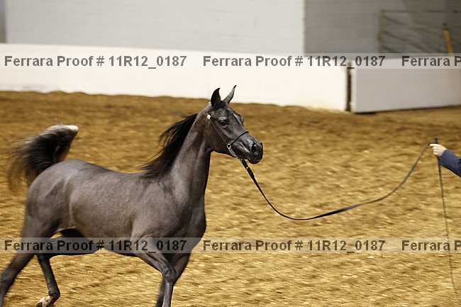 Proof 11r12_0187