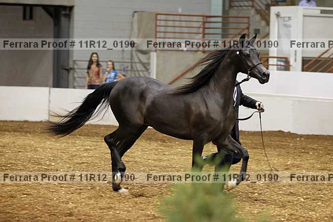 Proof 11r12_0190