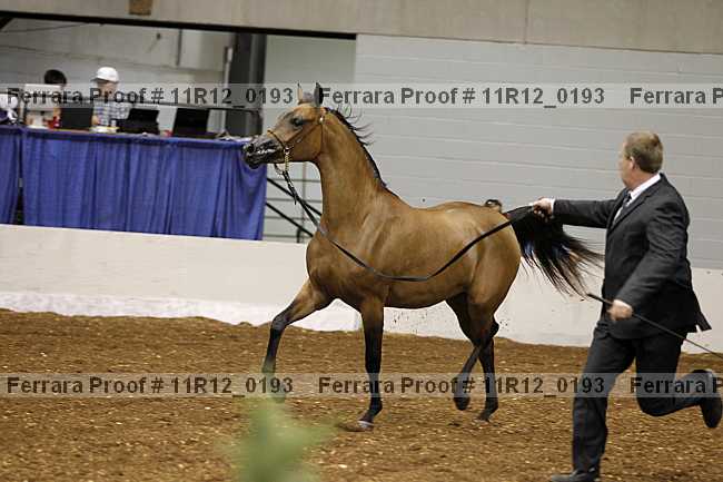 Proof 11r12_0193