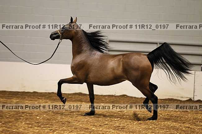 Proof 11r12_0197