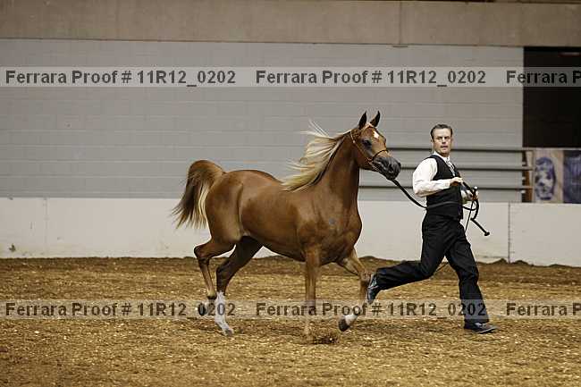 Proof 11r12_0202