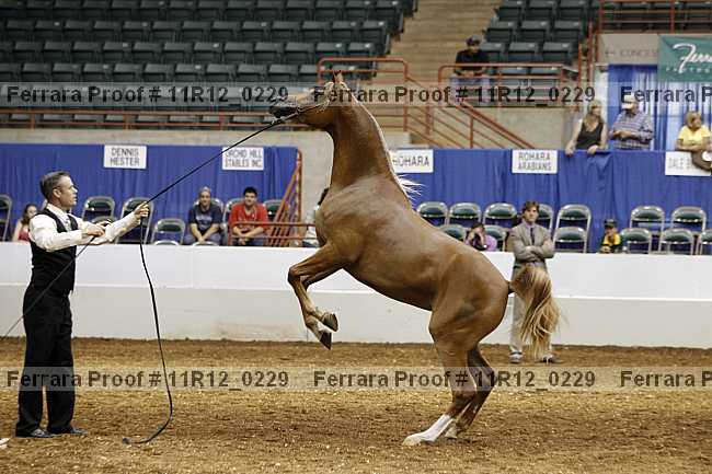 Proof 11r12_0229