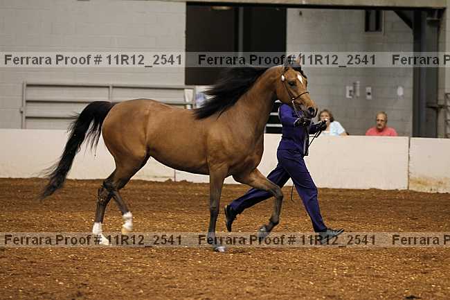 Proof 11r12_2541