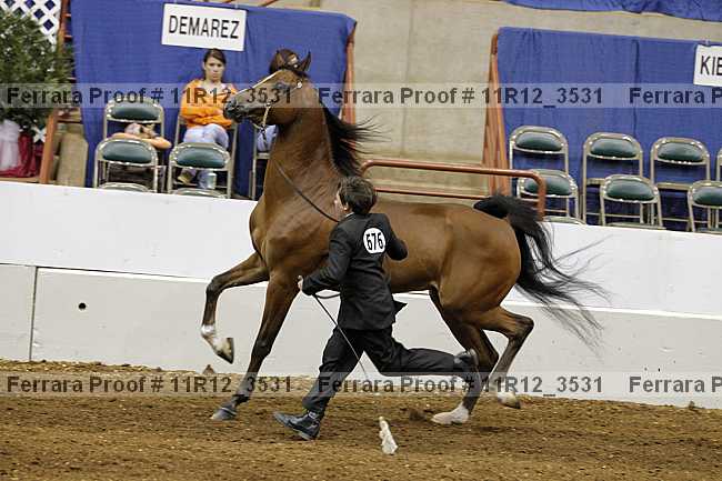 Proof 11r12_3531