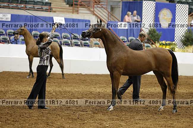 Proof 11r12_4081