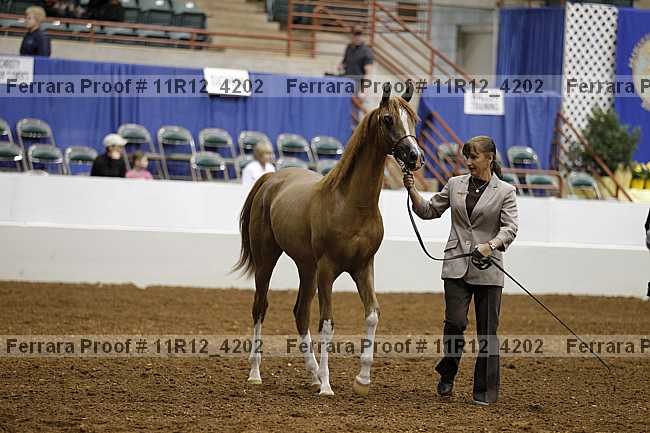 Proof 11r12_4202