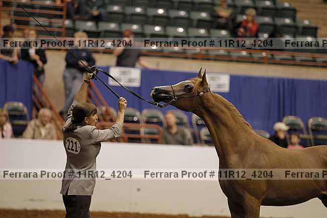Proof 11r12_4204