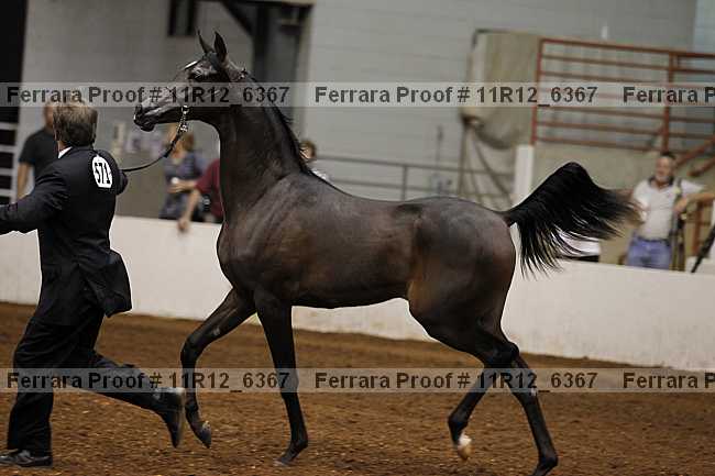 Proof 11r12_6367