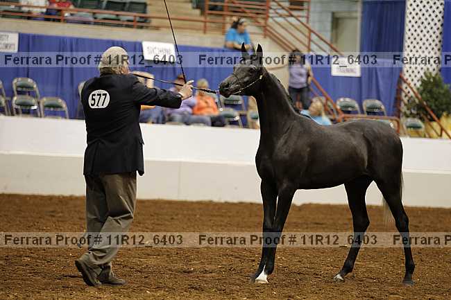 Proof 11r12_6403