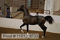 11r12_8723 proof