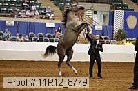 11r12_8779 proof