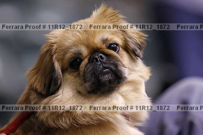 Proof 11r12_1872