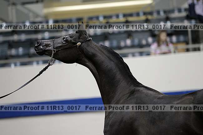 Proof 11r13_0017