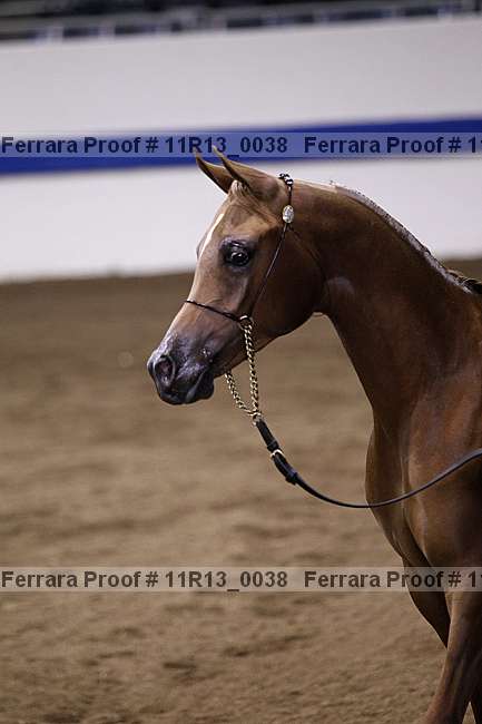 Proof 11r13_0038