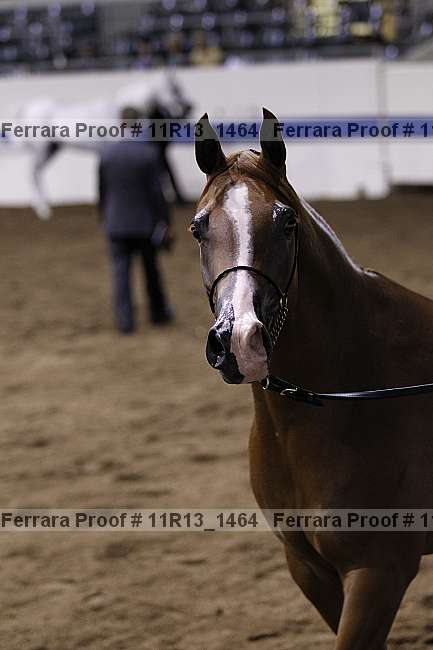 Proof 11r13_1464