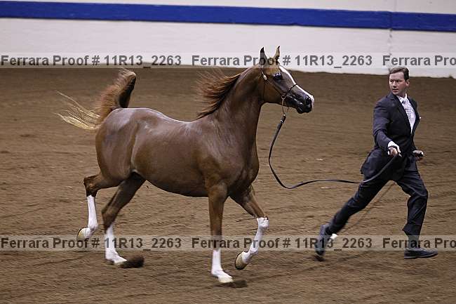 Proof 11r13_2263