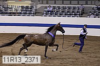 11r13_2371 proof