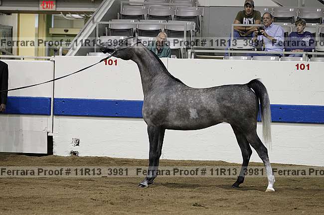 Proof 11r13_3981