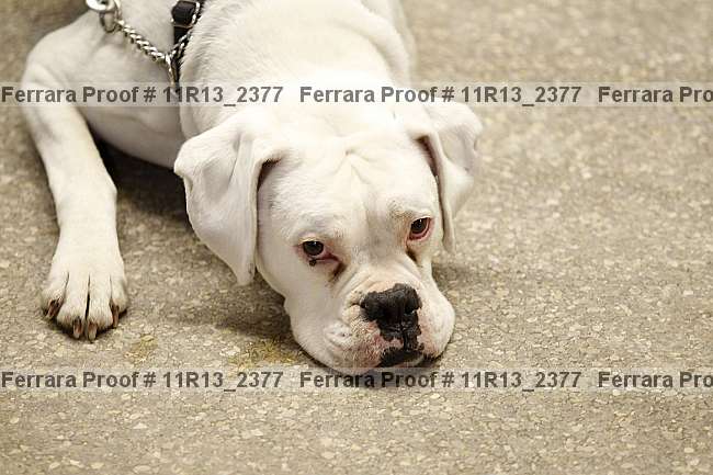 Proof 11r13_2377