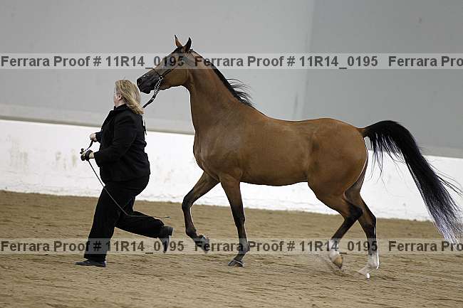 Proof 11r14_0195