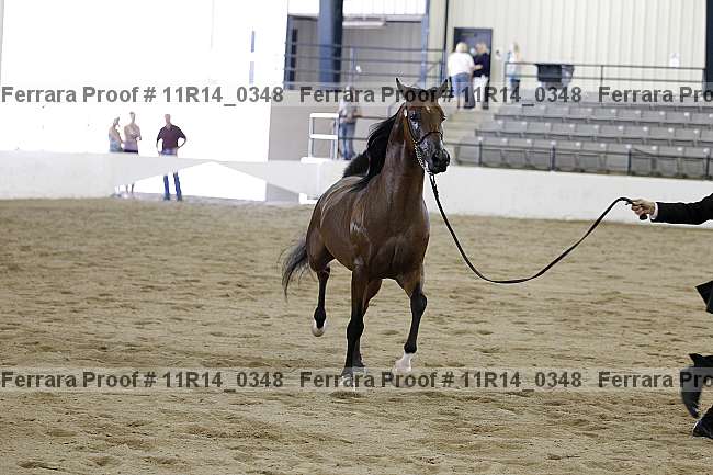 Proof 11r14_0348