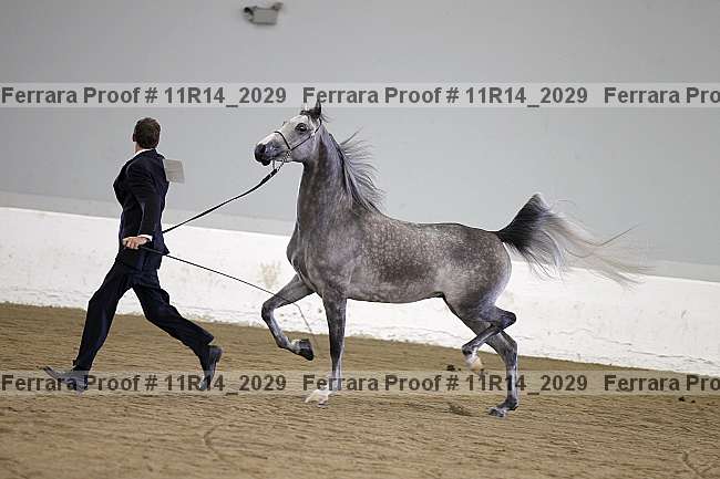 Proof 11r14_2029