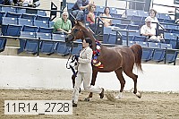 11r14_2728 proof