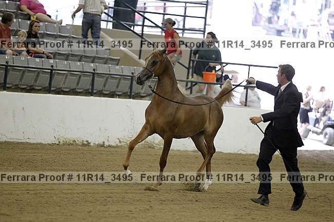 Proof 11r14_3495