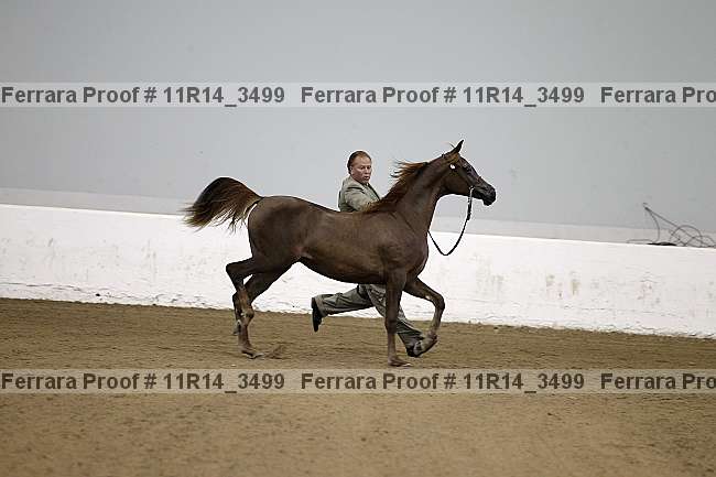 Proof 11r14_3499