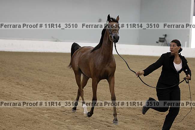 Proof 11r14_3510