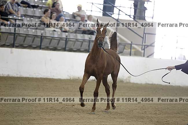 Proof 11r14_4964