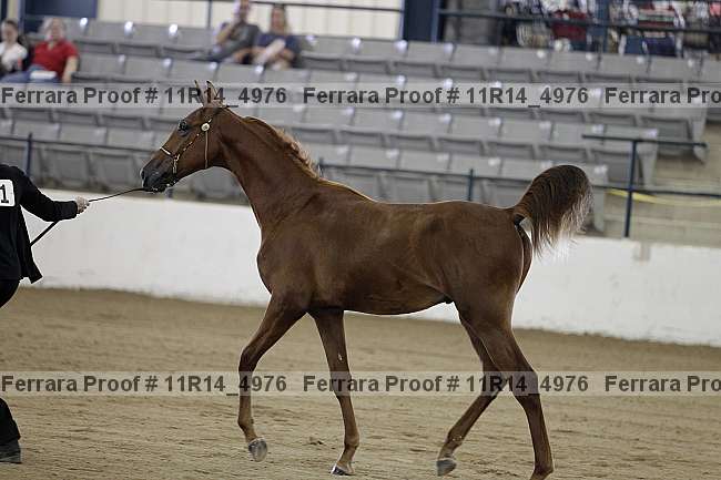 Proof 11r14_4976