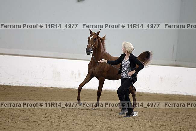 Proof 11r14_4977