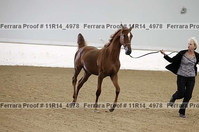 Proof 11r14_4978