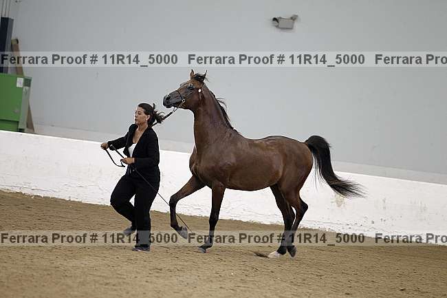 Proof 11r14_5000