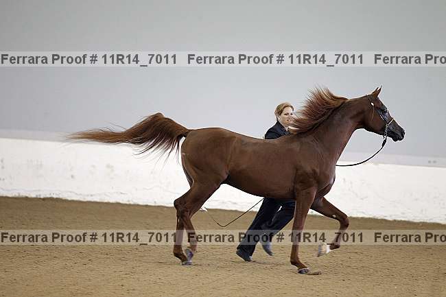 Proof 11r14_7011