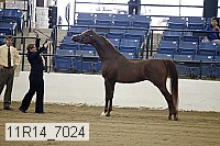 11r14_7024 proof