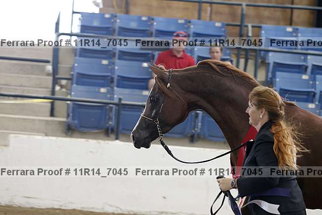 Proof 11r14_7045