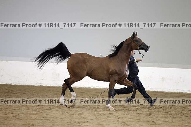 Proof 11r14_7147