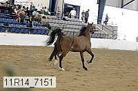 11r14_7151 proof