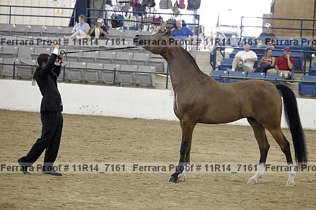 Proof 11r14_7161