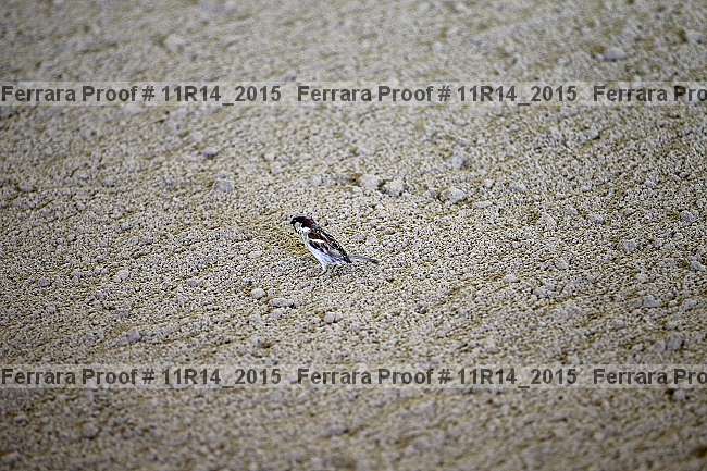 Proof 11r14_2015