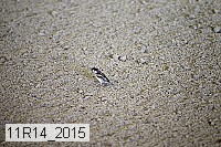 11r14_2015 proof